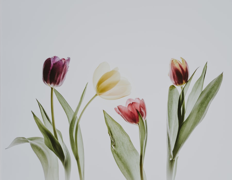 tulpen