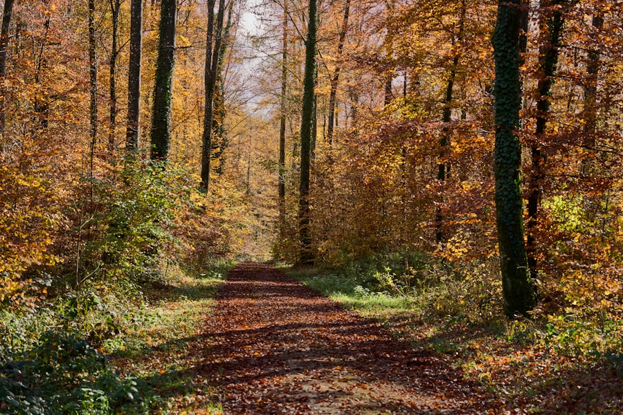 Herfstwandelingen