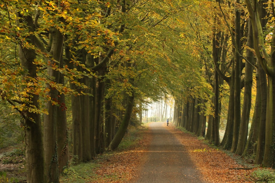 Photo Herfstwandelingen