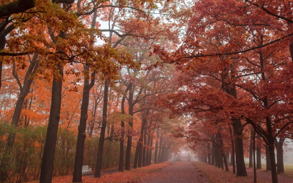 Photo Herfstwandelingen