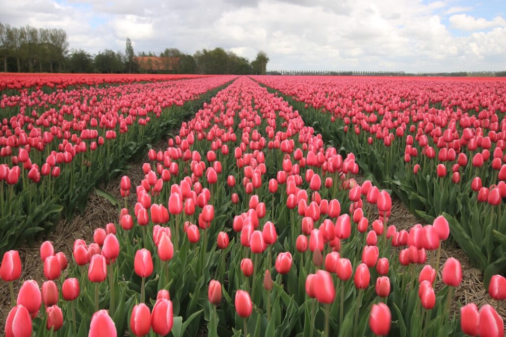 Photo tulpen