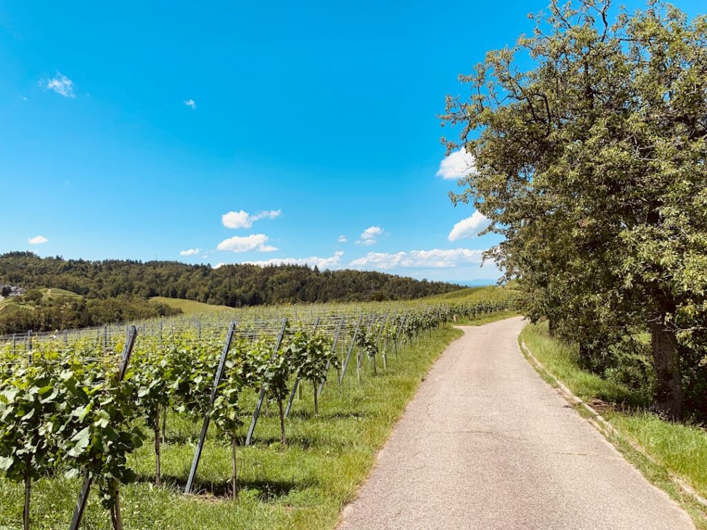 Photo Cycling wine routes with tastings