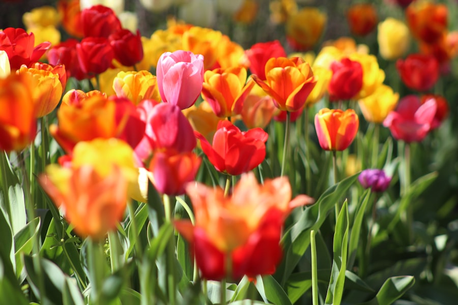 Photo tulpen
