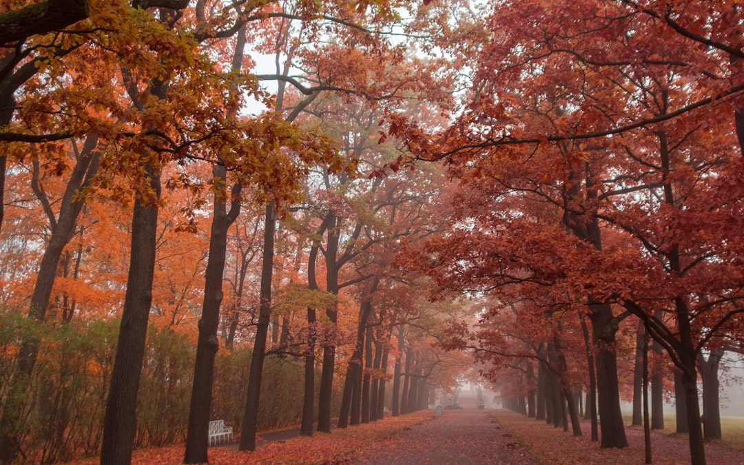 Photo Herfstwandelingen